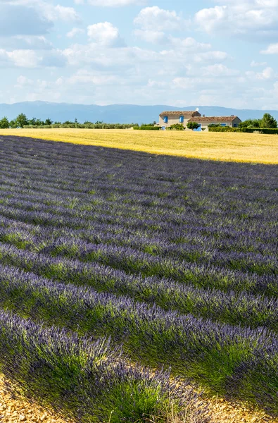 Plateau de Valensole (Provence), lavender — Stock Photo, Image