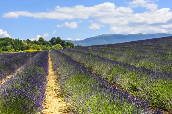 Plateau de valensole (provence), levandule — Stock fotografie