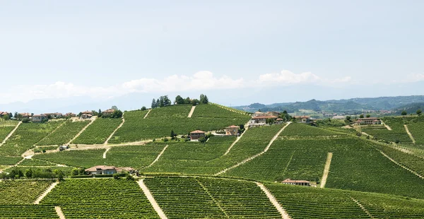 Langhe, wijngaarden — Stockfoto