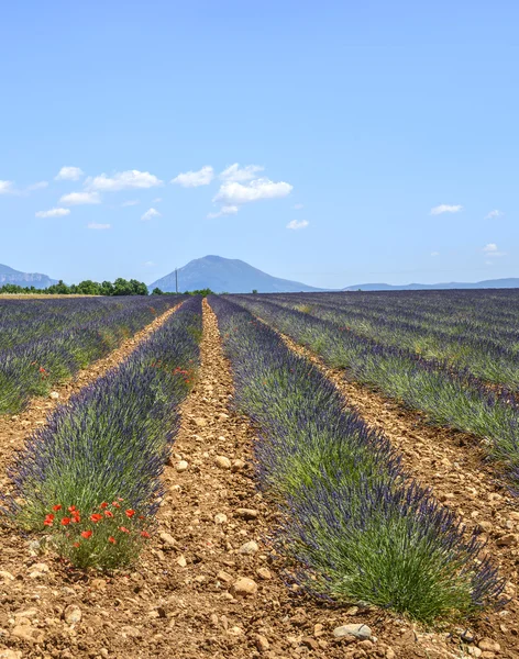 Plateau de Valensole (Provenza), lavanda — Foto Stock