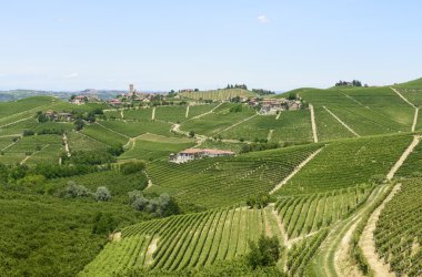 Langhe, üzüm bağları