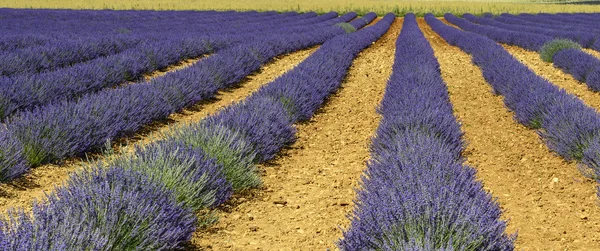 Plateau de Valensole (Provence), lavande — Photo