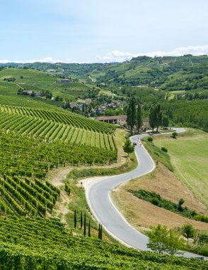 Langhe, üzüm bağları