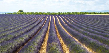 Plateau de valensole (provence), lavanta