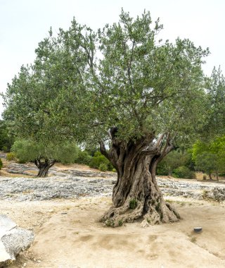 Pont du Gard: eski zeytin ağaçları