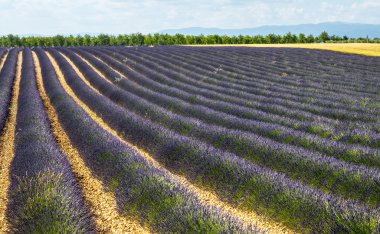 Plateau de valensole (provence), lavanta