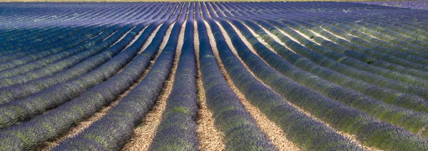 Plateau de Valensole (Provence), lavender — Stock Photo, Image