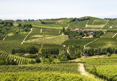 Langhe, üzüm bağları