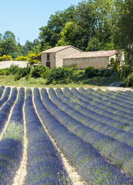 Plateau de valensole (provence), lavanta