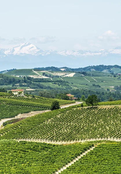 Langhe, wijngaarden — Stockfoto