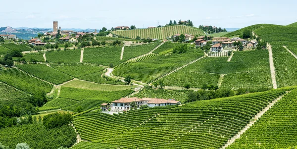 Langhe, wijngaarden — Stockfoto