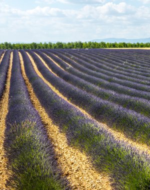 Plateau de valensole (provence), lavanta