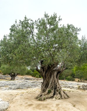 Pont du Gard: eski zeytin ağaçları