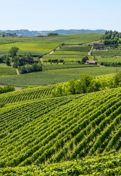 Langhe, vinice — Stock fotografie