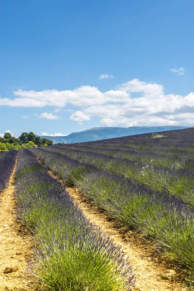 Plateau de valensole (provence), levandule — Stock fotografie