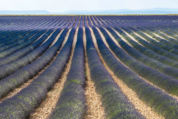 Plateau de valensole (provence), levandule — Stock fotografie