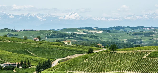 Langhe, vinice — Stock fotografie