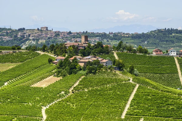 Langhe, vineyards — Stock Photo, Image