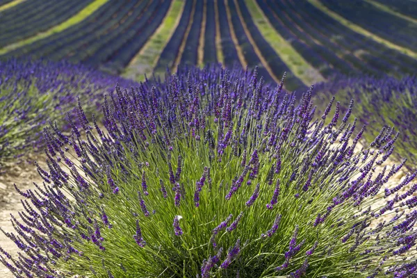 Plateau de Valensole (Provence), lavender — Stock Photo, Image