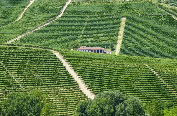 Langhe, wijngaarden — Stockfoto