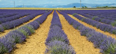 Plateau de valensole (provence), lavanta