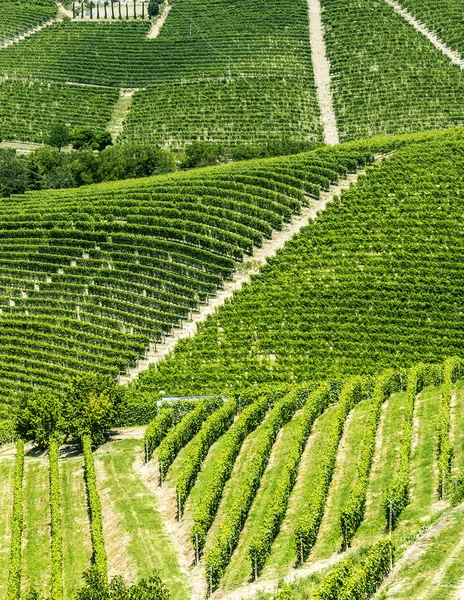 Ланге, виноградники — стоковое фото
