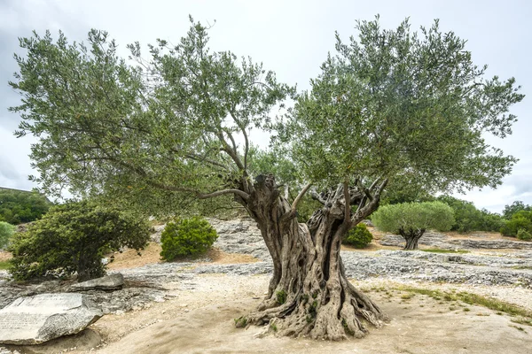 Pont du gard: alte Olivenbäume — Stockfoto