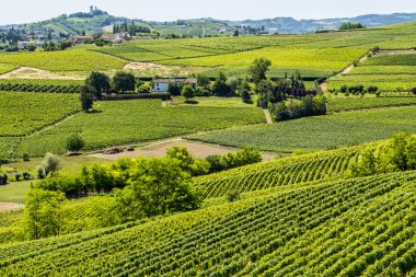 Langhe, üzüm bağları