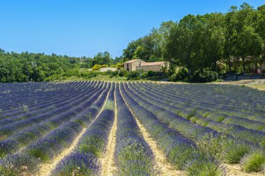 Plateau de valensole (provence), lavanta