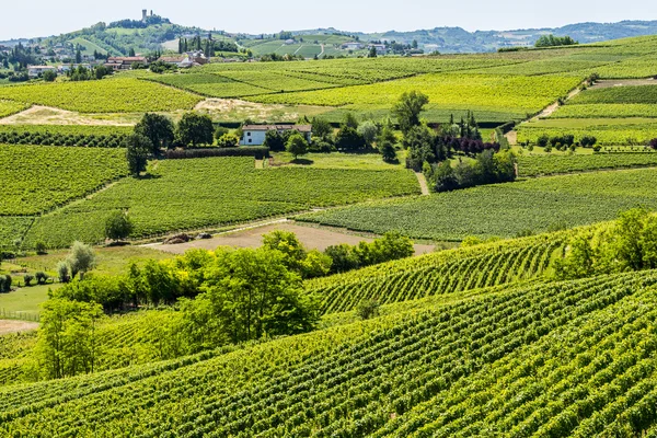 Langhe, vinmarker - Stock-foto