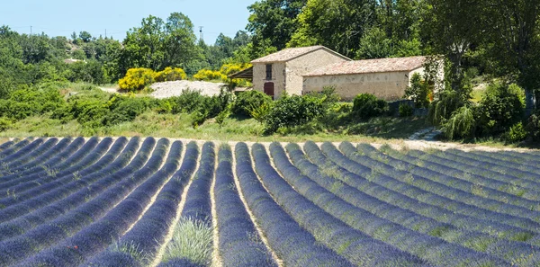 Plateau de Valensole (Provence), lavender — Stock Photo, Image