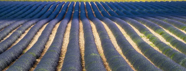 Plateau de valensole (provence), lavendel — Stockfoto