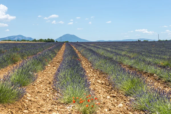 Plateau de Valensole (Provence), lavande — Photo