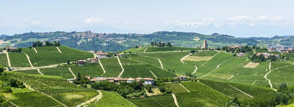 Langhe, vinice — Stock fotografie