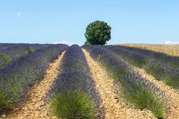 Plateau de valensole (provence), levandule — Stock fotografie