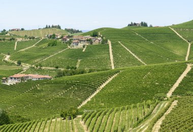 Langhe, üzüm bağları