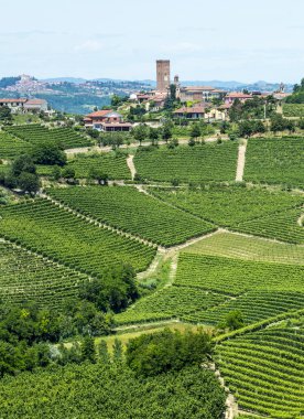 Langhe, üzüm bağları