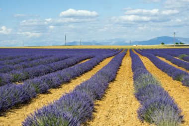 Plateau de valensole (provence), lavanta