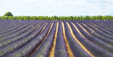 Plateau de valensole (provence), lavanta