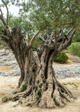 Pont du Gard: eski zeytin ağaçları