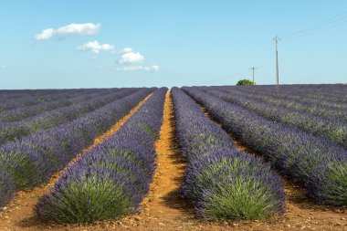 Plateau de valensole (provence), lavanta