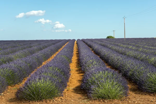 Plateau de Valensole (Provence), lavender — Stock Photo, Image