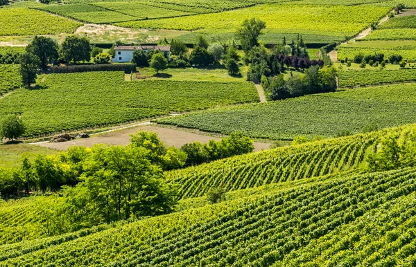 Langhe ブドウ園 — ストック写真