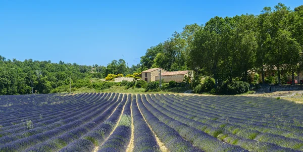 Plateau de Valensole (Provence), Lavendel — Stockfoto
