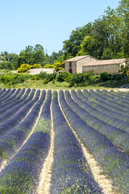 Plateau de valensole (provence), lavanta