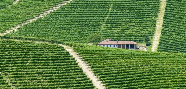 Langhe, üzüm bağları