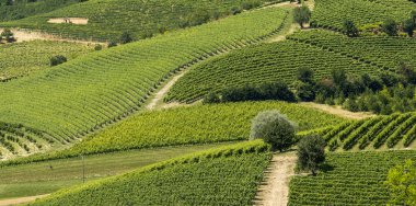 Monferrato (İtalya)