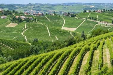 Langhe, üzüm bağları