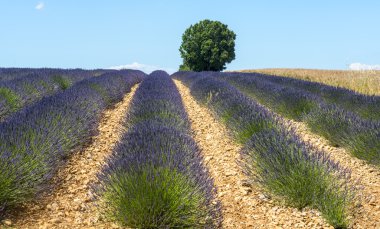 Plateau de valensole (provence), lavanta