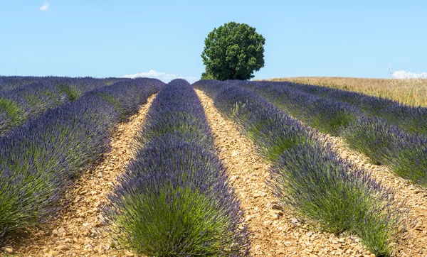 Plateau de valensole (provence), levandule — Stock fotografie